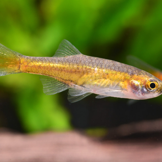 "Small Eyes Red Rasbora" stock image