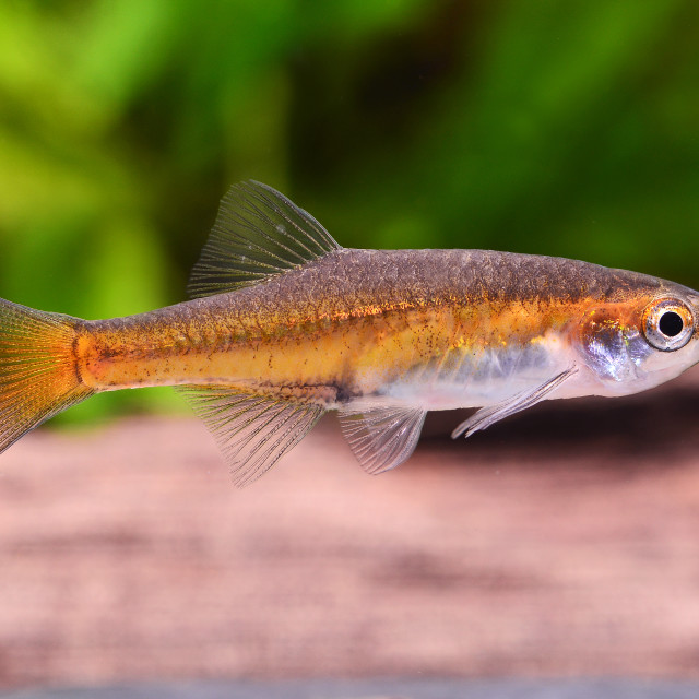 "Small Eyes Red Rasbora" stock image