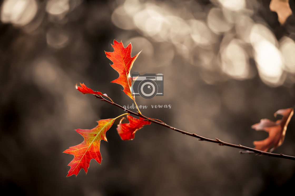 "Autumn oak" stock image
