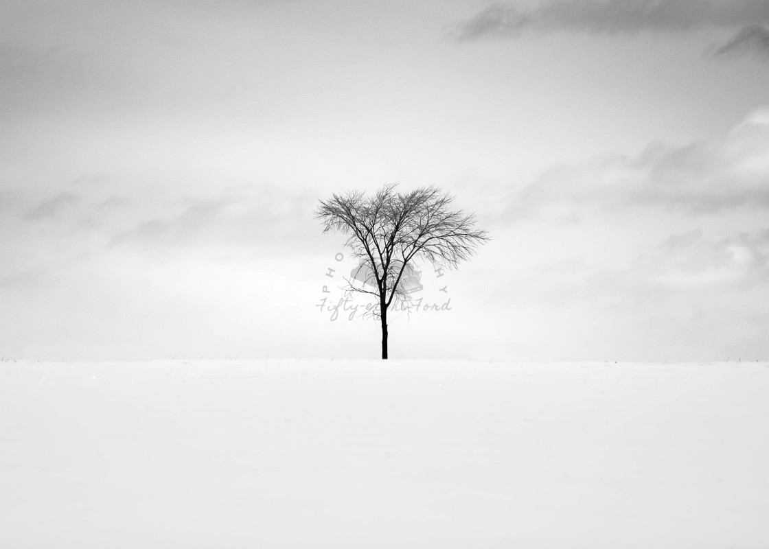 "Winter Tree" stock image