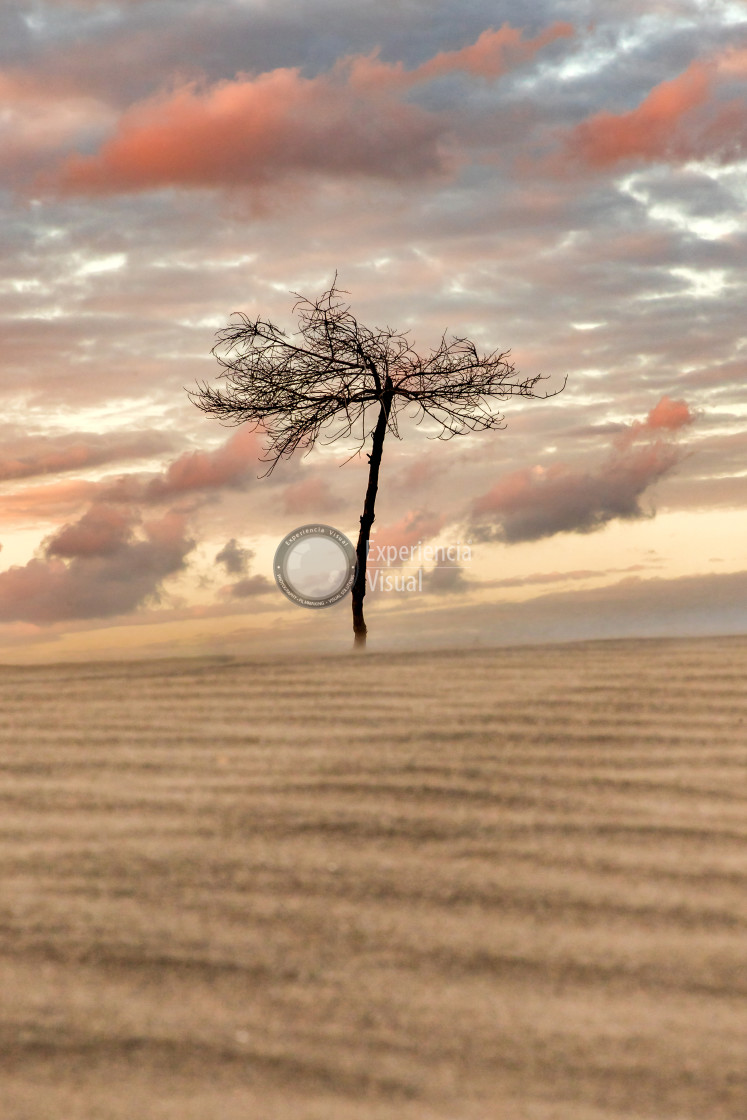 "Tree in Chachalacas Dune" by Expvisual Filmmaking and Photography SAS de CV - $11.11 "Tree in Chachalacas Dune" stock image