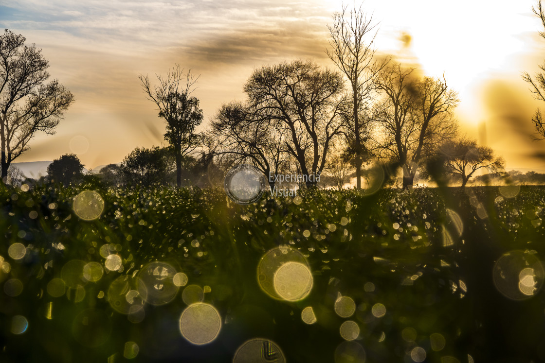 "Morning drops in the grass" by Expvisual Filmmaking and Photography SAS de CV - $6.28 "Morning drops in the grass" stock image