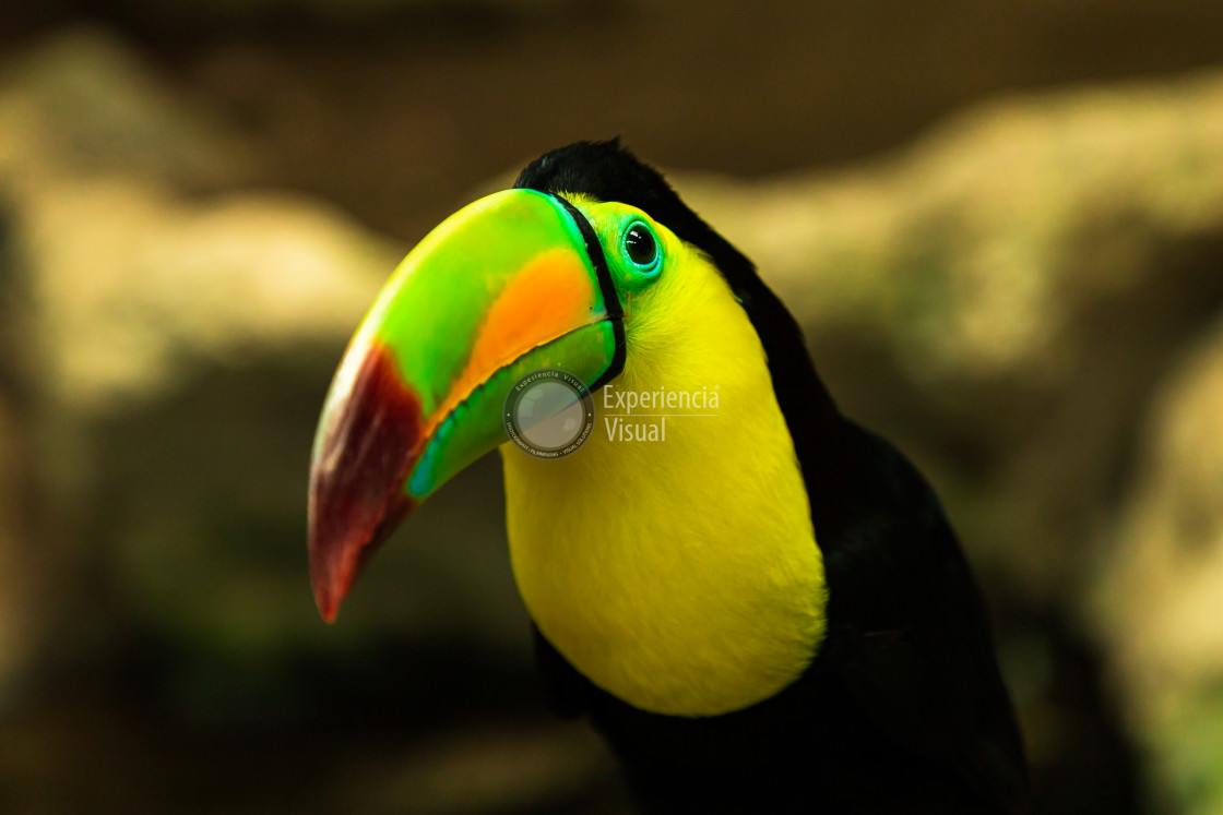 "Toucan I" by Expvisual Filmmaking and Photography SAS de CV - $12.35 "Toucan I" stock image
