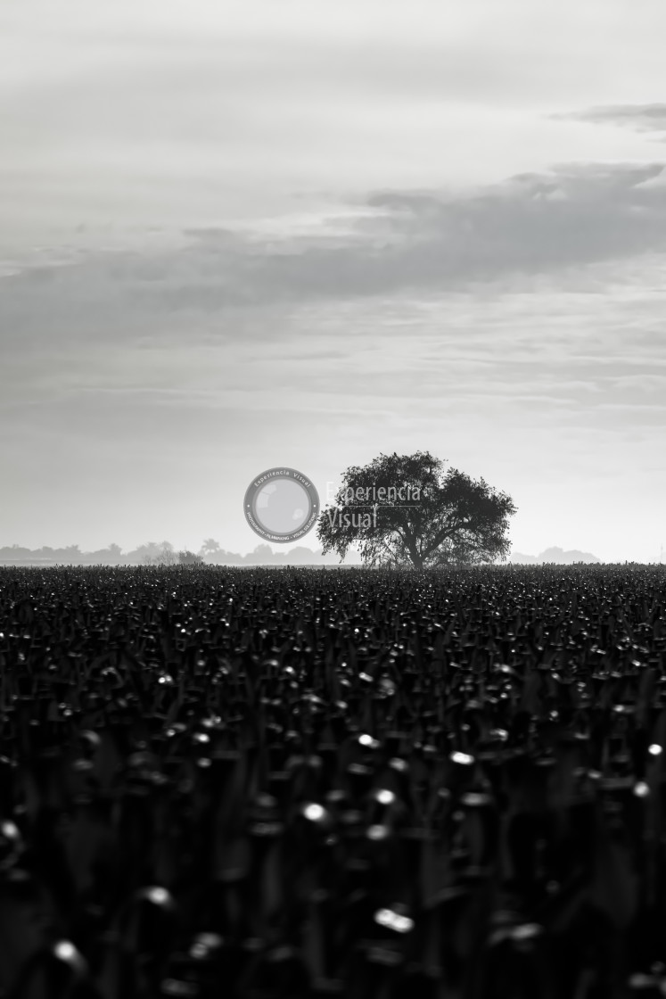 "Lonely tree in cornfield" by Expvisual Filmmaking and Photography SAS de CV - $14.88 "Lonely tree in cornfield" stock image