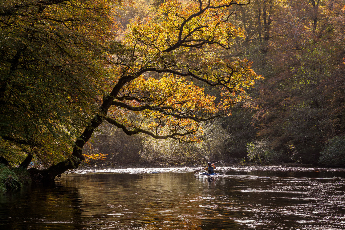 "Kayaker on the River Dart in Hembury Woods" by Bruce Little - £20.00 "Kayaker on the River Dart in Hembury Woods" stock image