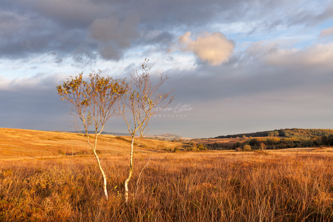 "Woodbury Common Vista" by Bruce Little - £20.00 "Woodbury Common Vista" stock image