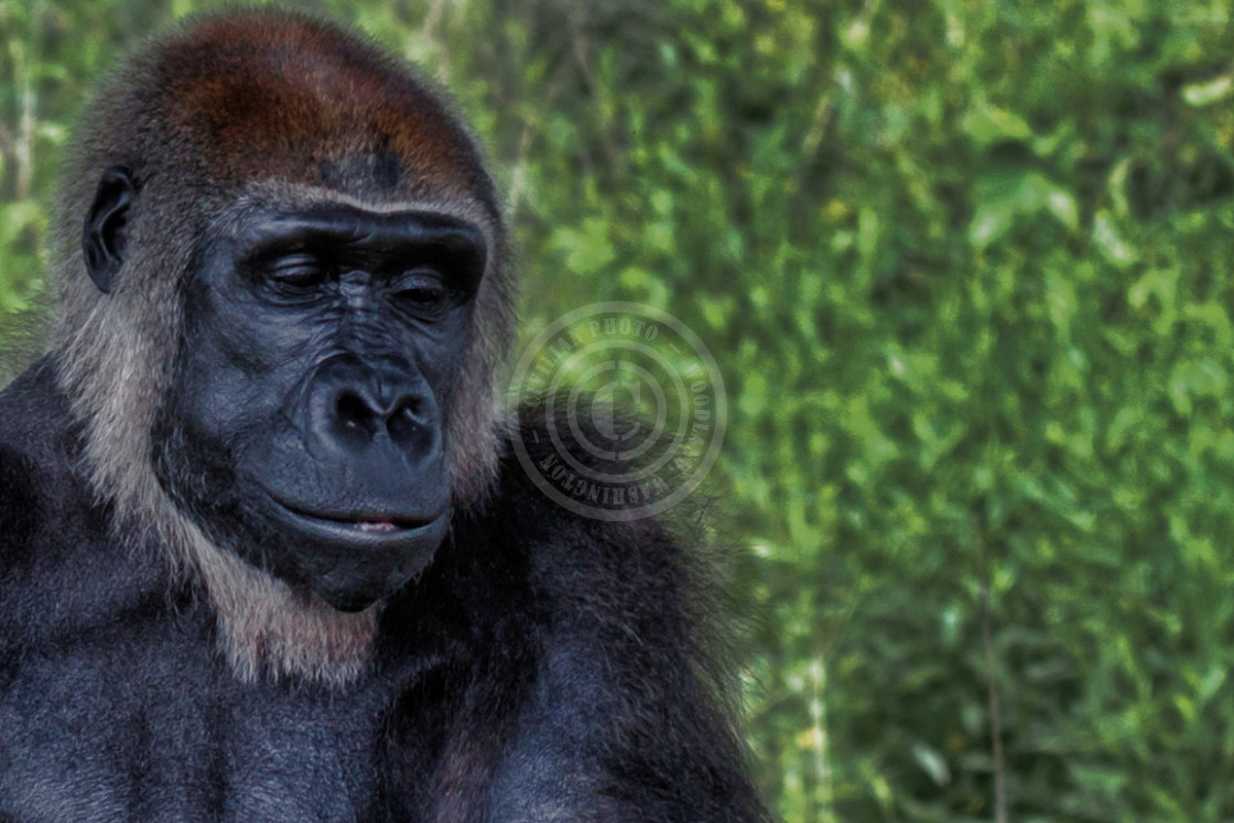 "Western Lowland Gorilla" by Joshua J. Smith - $56.58 "Western Lowland Gorilla" stock image