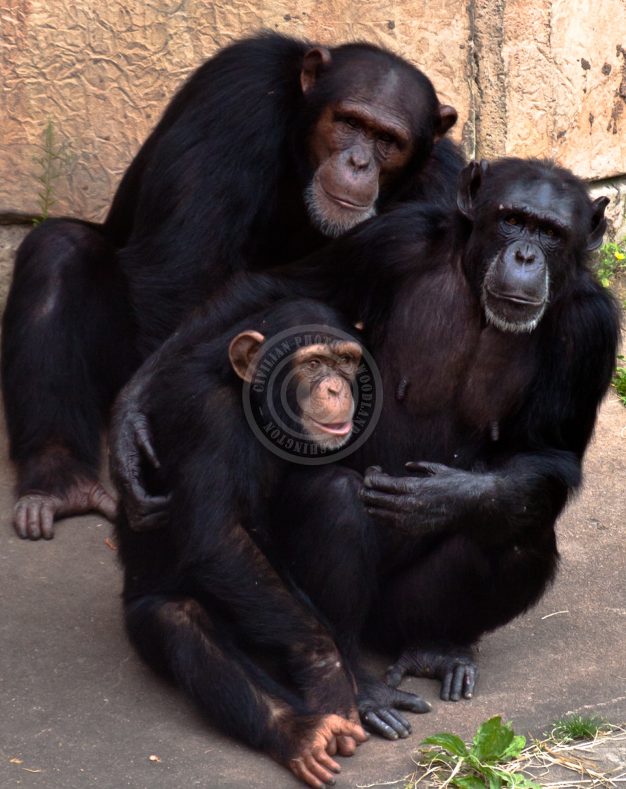 "Family Portrait" by Joshua J. Smith - $56.58 "Family Portrait" stock image