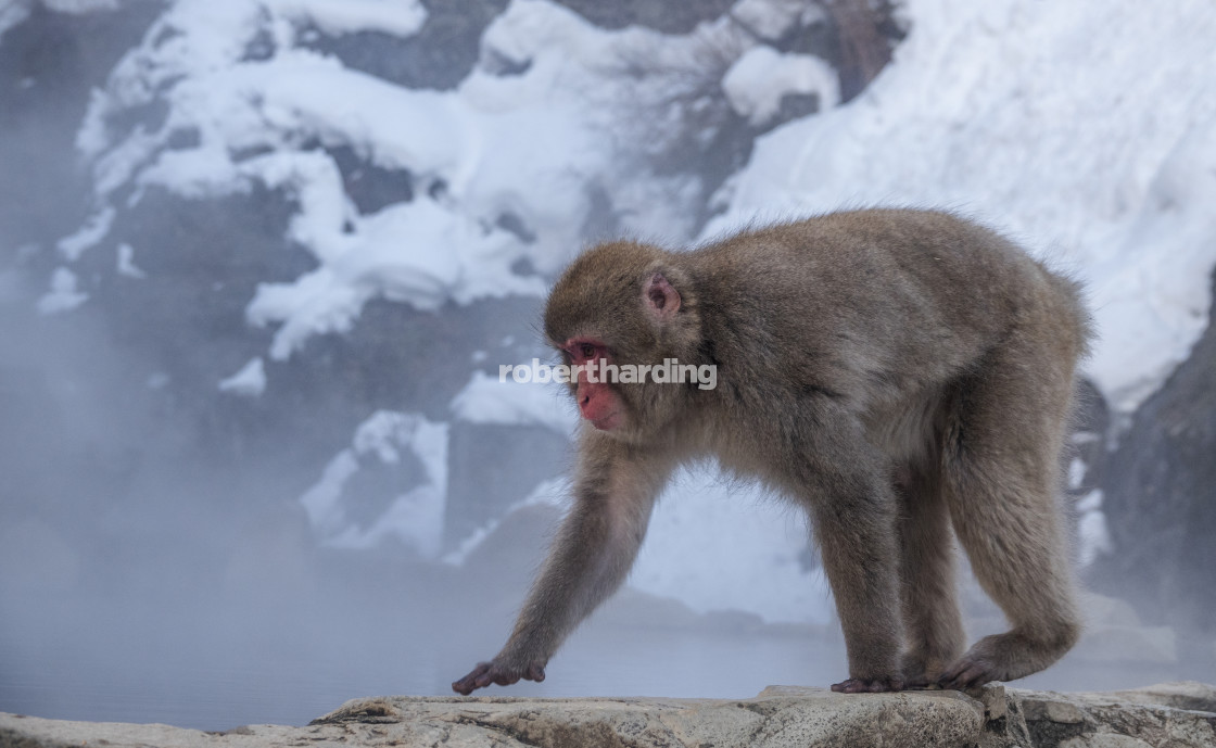 "snow monkey- 00965" stock image