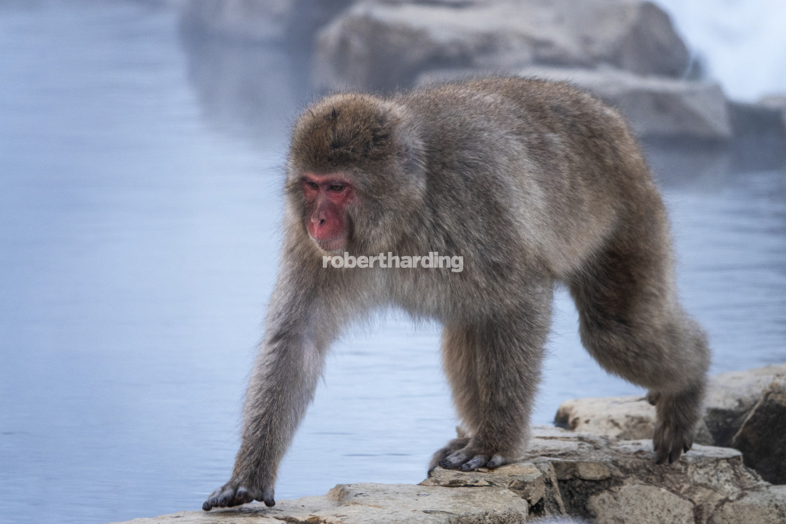 "snow monkey walking on the edge of the Onson" stock image