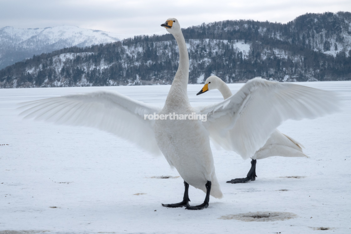 "Hooper swan wing span" stock image