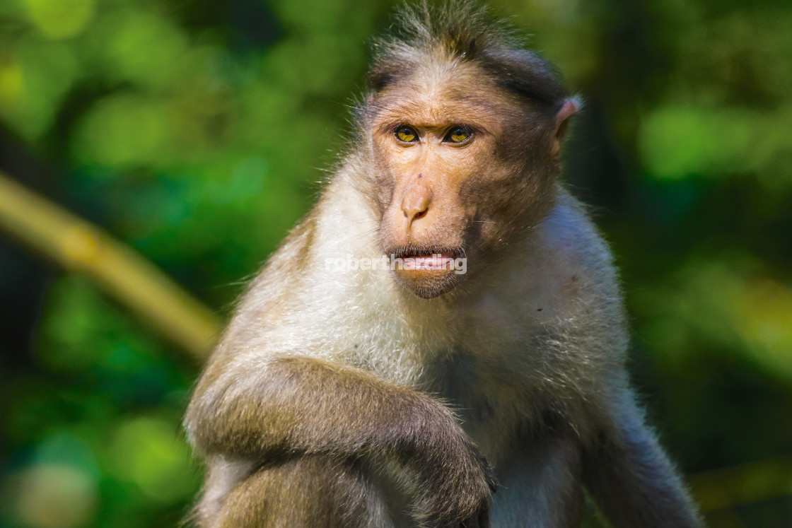 "Long-tailed macaque monkey near the Edakkal Caves, where tourist contact has..." by robertharding - $62.31 "Long-tailed macaque monkey near the Edakkal Caves, where tourist contact has..." stock image