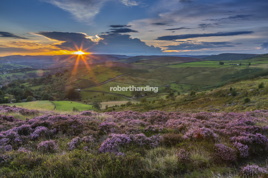 "View of flowering heather on Stanage Edge and Hope Valley at sunset,..." by robertharding - $62.60 "View of flowering heather on Stanage Edge and Hope Valley at sunset,..." stock image