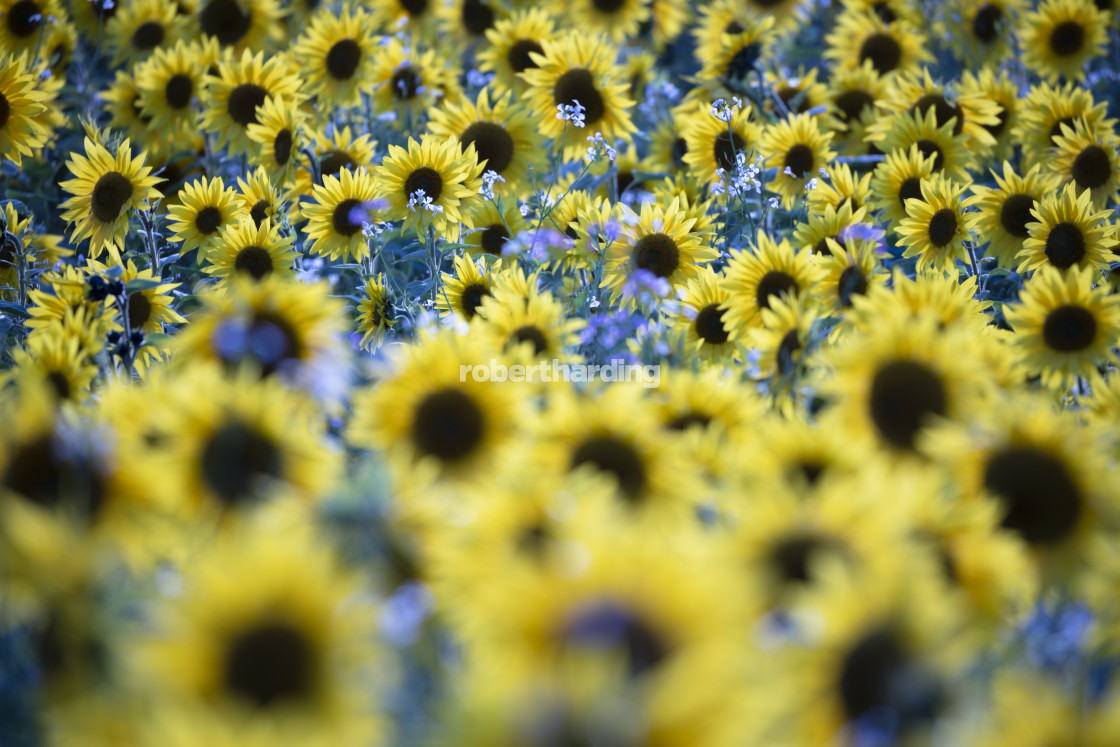 "Field full of yellow sunflowers, Newbury, West Berkshire, England, United..." by robertharding - $62.60 "Field full of yellow sunflowers, Newbury, West Berkshire, England, United..." stock image