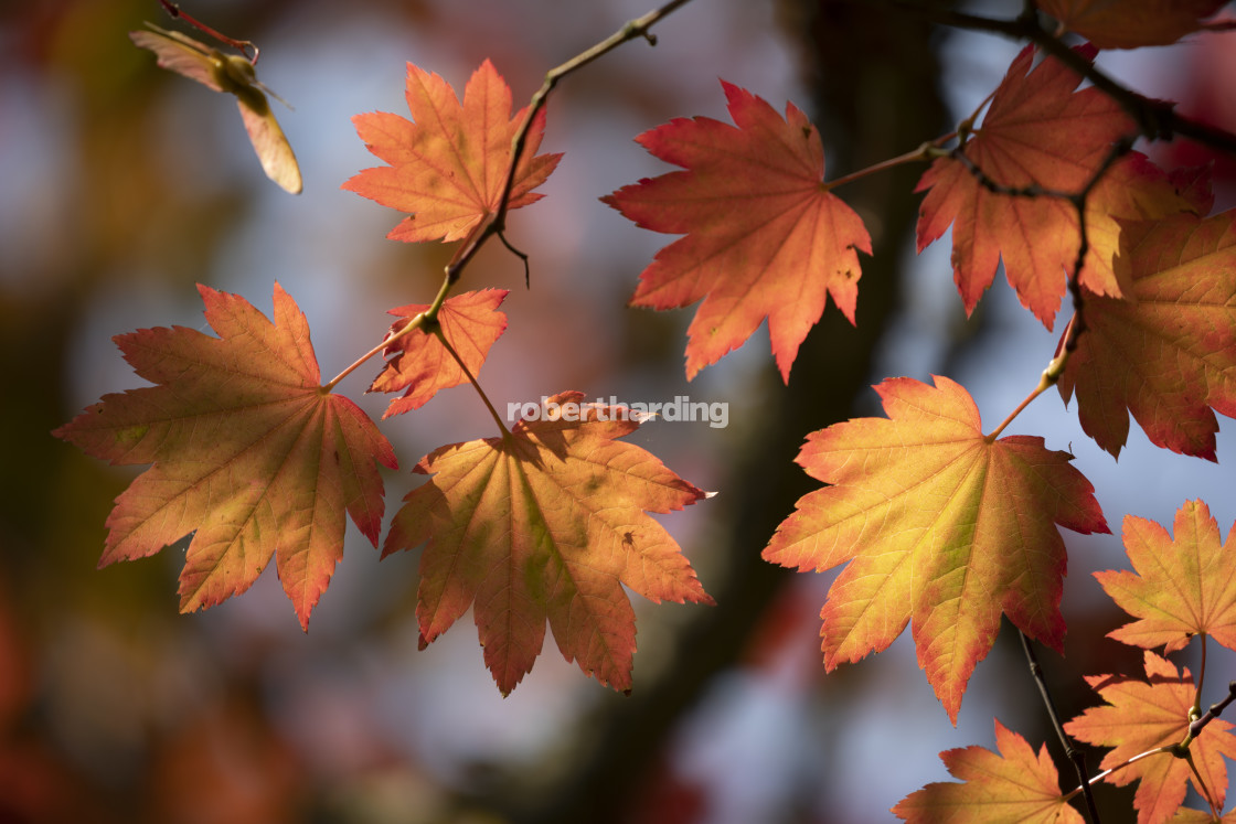 "Backlit maple tree leaves in autumnal shades, England, UK" stock image