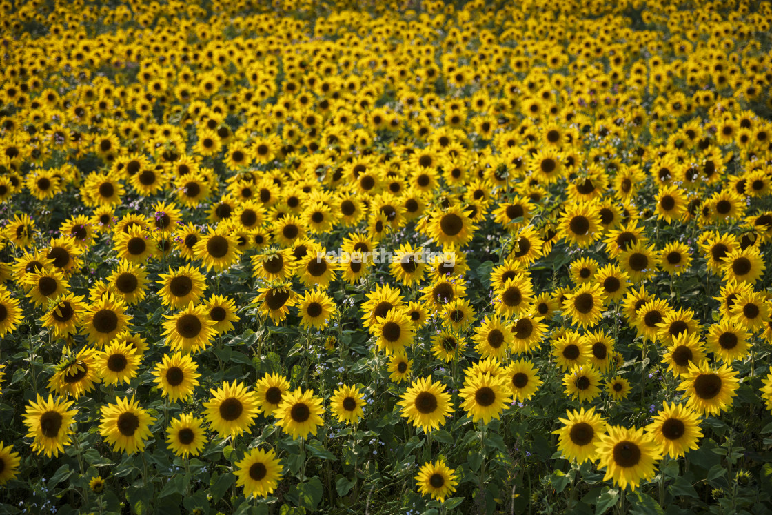 "Field full of yellow sunflowers, Newbury, West Berkshire, England, United..." by robertharding - $62.60 "Field full of yellow sunflowers, Newbury, West Berkshire, England, United..." stock image