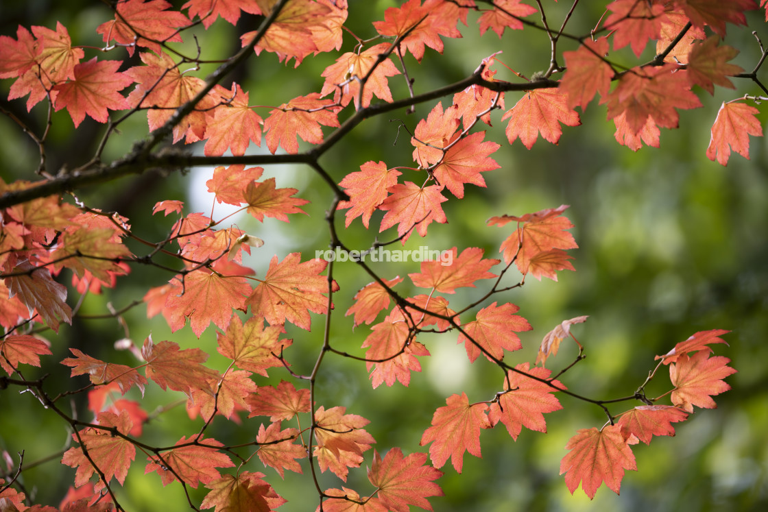 "Backlit maple tree leaves in autumnal shades, England, UK" stock image