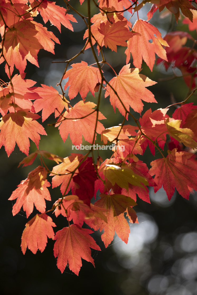 "Backlit maple tree leaves in autumnal shades, England, UK" stock image