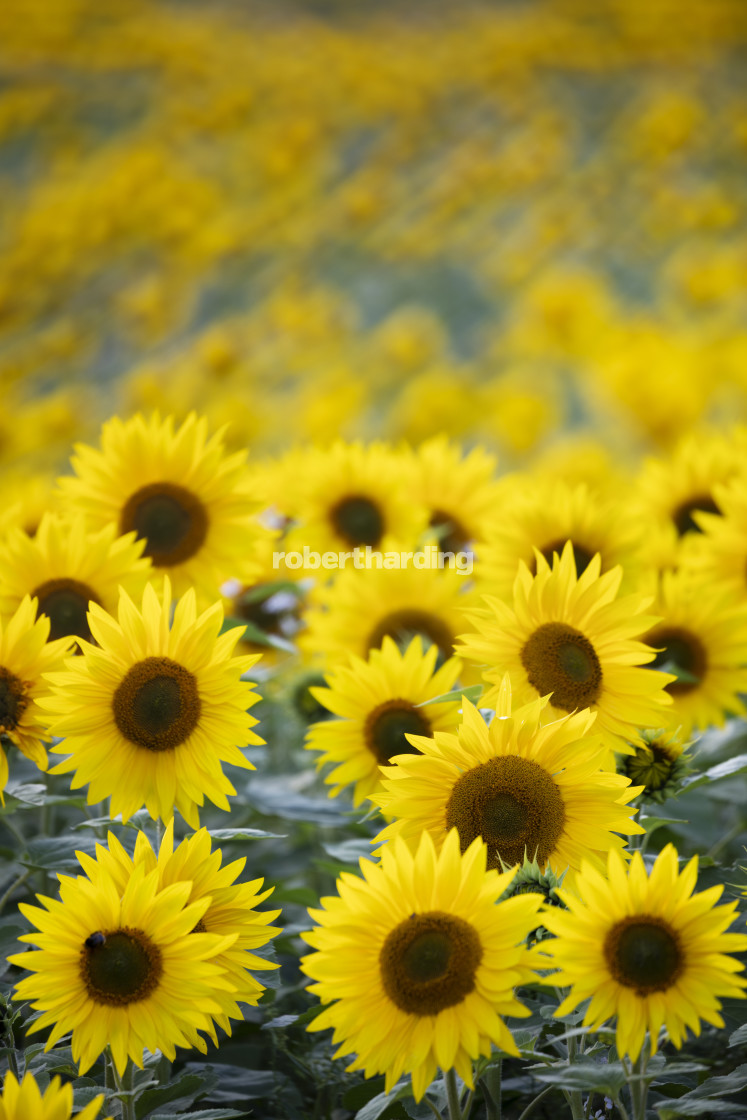 "Field full of yellow sunflowers, Newbury, West Berkshire, England, United..." stock image