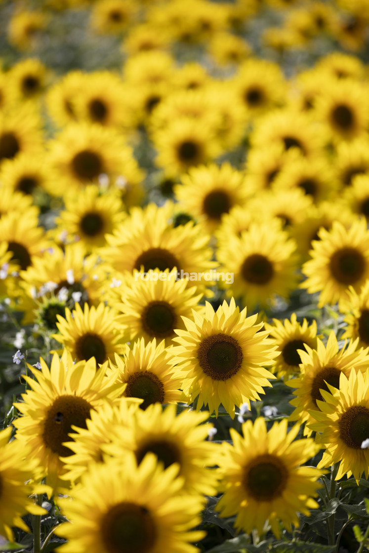 "Field full of yellow sunflowers, Newbury, West Berkshire, England, United..." stock image