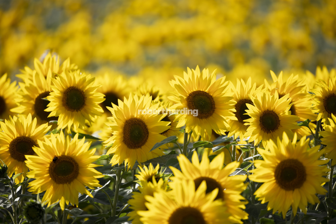 "Field full of yellow sunflowers, Newbury, West Berkshire, England, United..." stock image