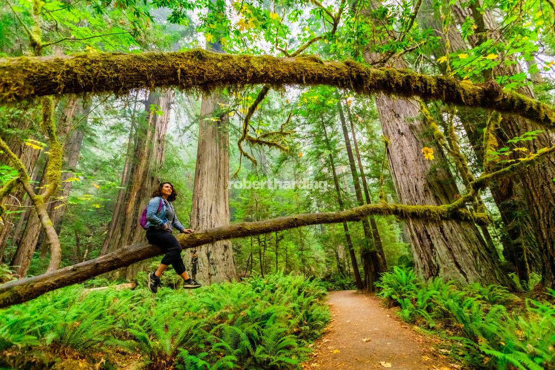 "Woman exploring Mount Shasta Forest." stock image