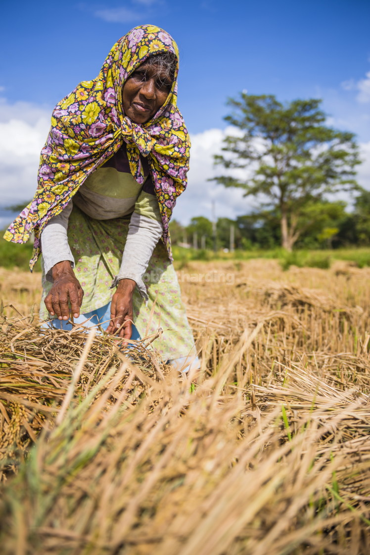 "Dambulla,portrait of an old Sri Lankan woman working in a wheat field just..." by robertharding - $62.60 "Dambulla,portrait of an old Sri Lankan woman working in a wheat field just..." stock image