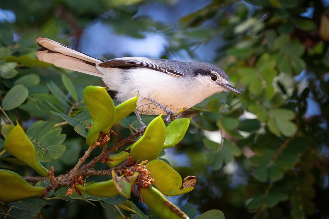 "Scale-mask-tail (balança-rabo-de-máscara) (Polioptila dumicola)" stock image