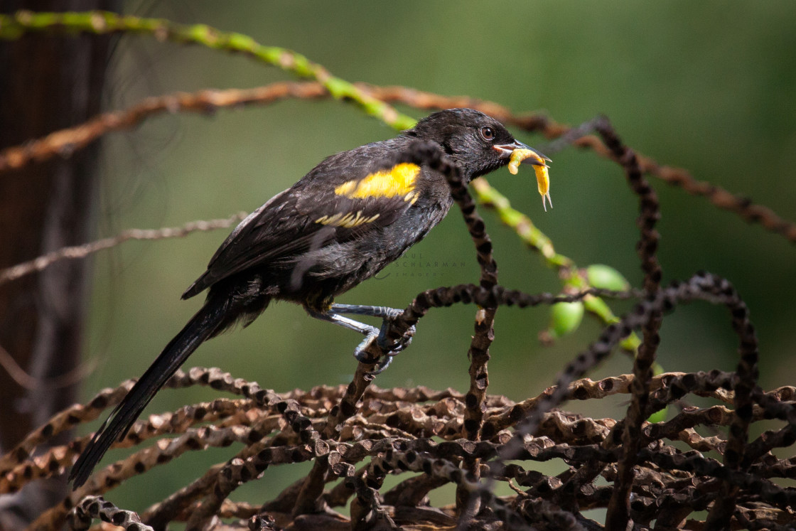 "Encontro (Icterus pyrrhopterus)" stock image