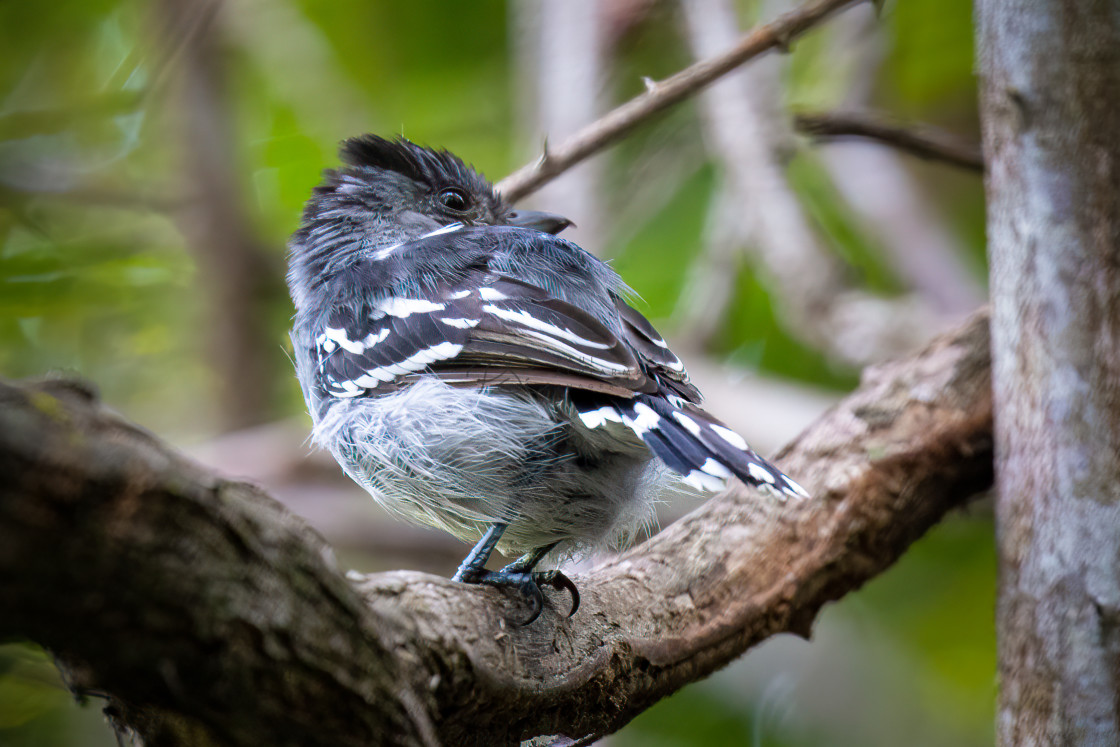 "Planalto Slaty-Antshrike" stock image