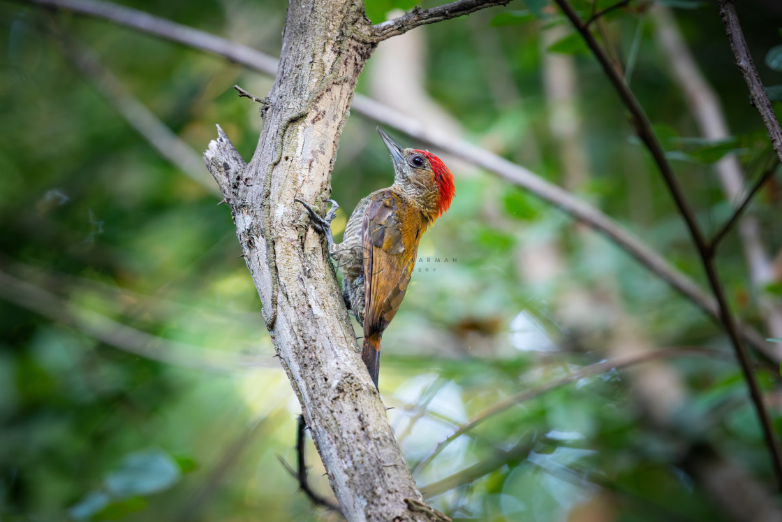 "Red-stained Woodpecker" stock image