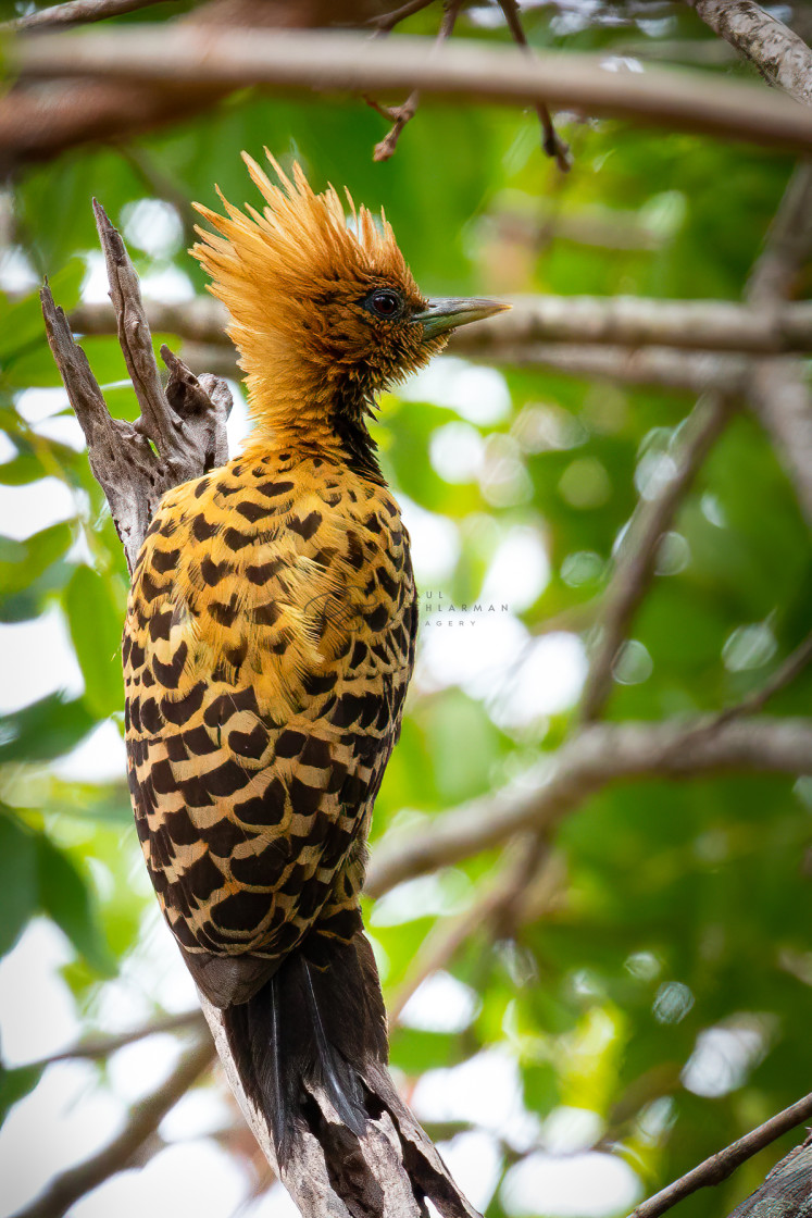 "Ochre-backed Woodpecker" stock image