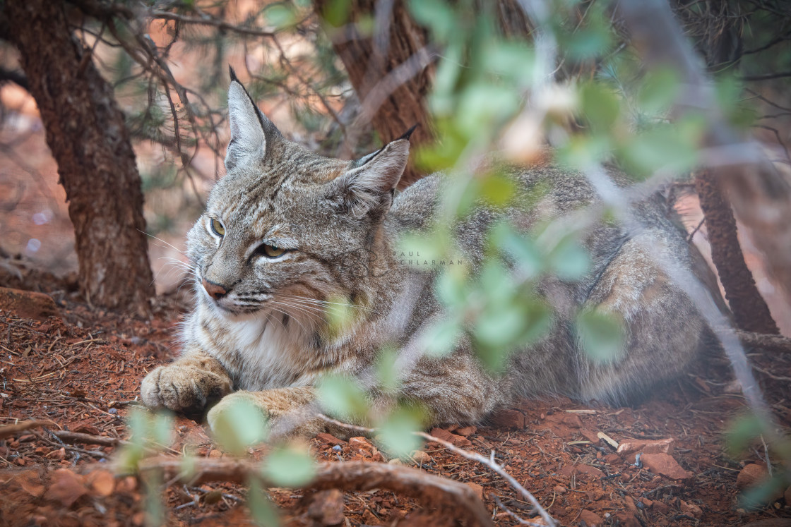 "Bobcat" stock image