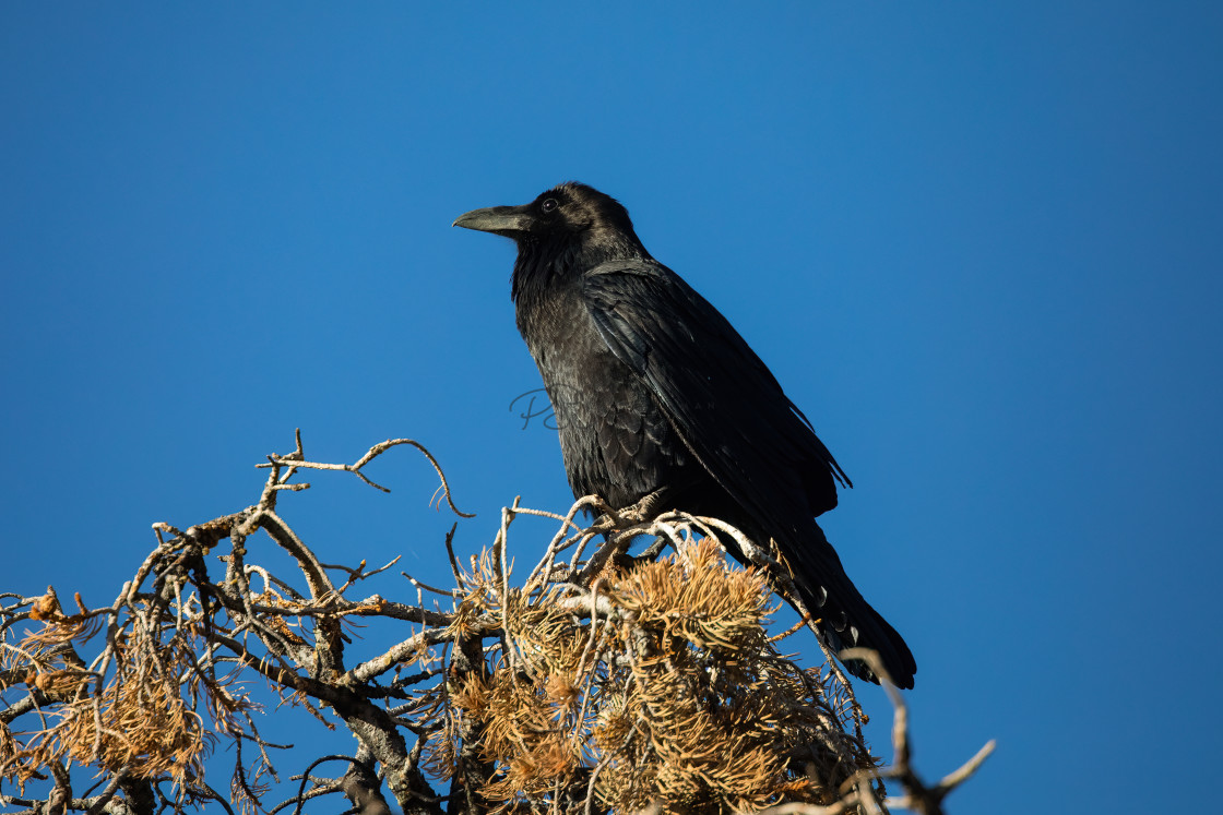 "Common Raven" stock image