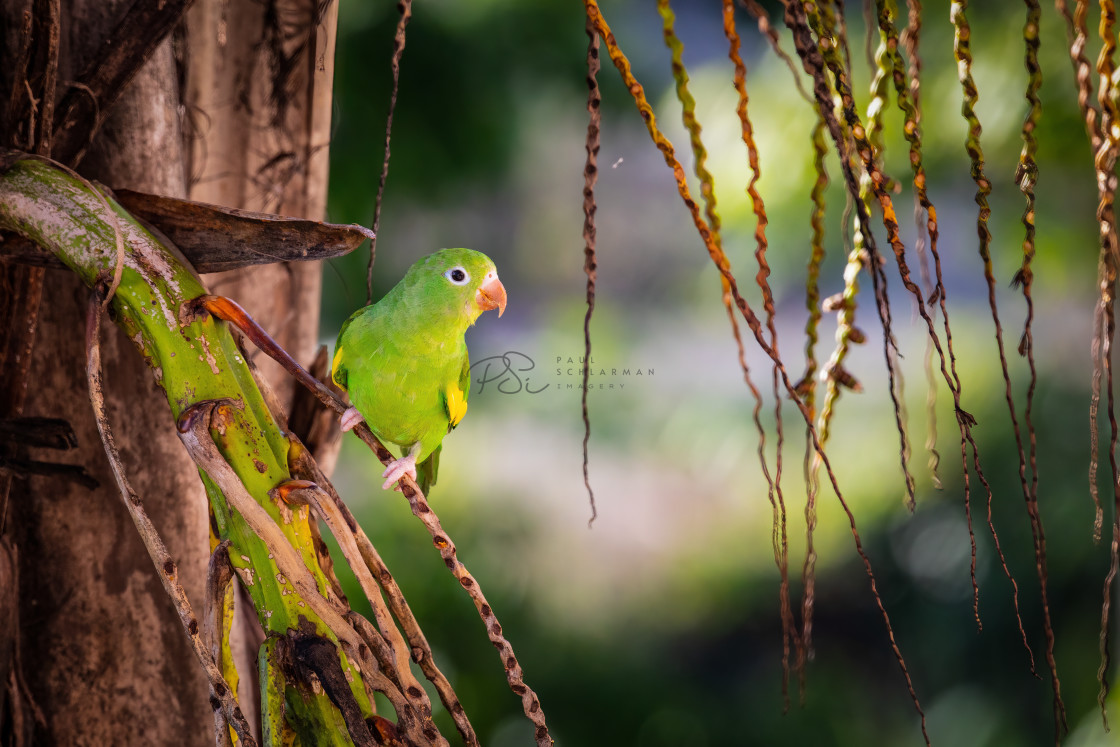 "Yellow-chevroned Parakeet (Brotogeris chiriri)" stock image