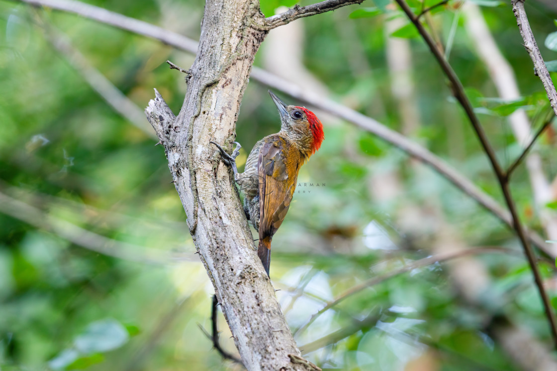 "Red-stained Woodpecker" stock image