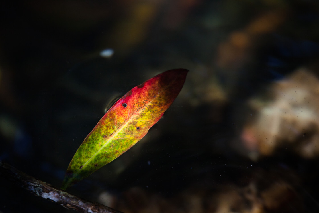 "Rainbow Leaf" stock image