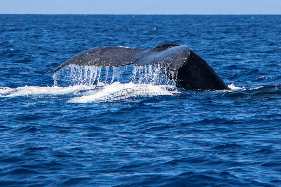 "Whale Tail" stock image