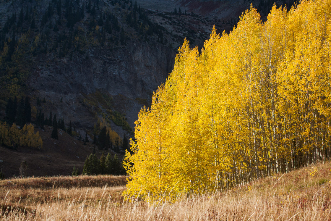 "Meadow's Edge" stock image