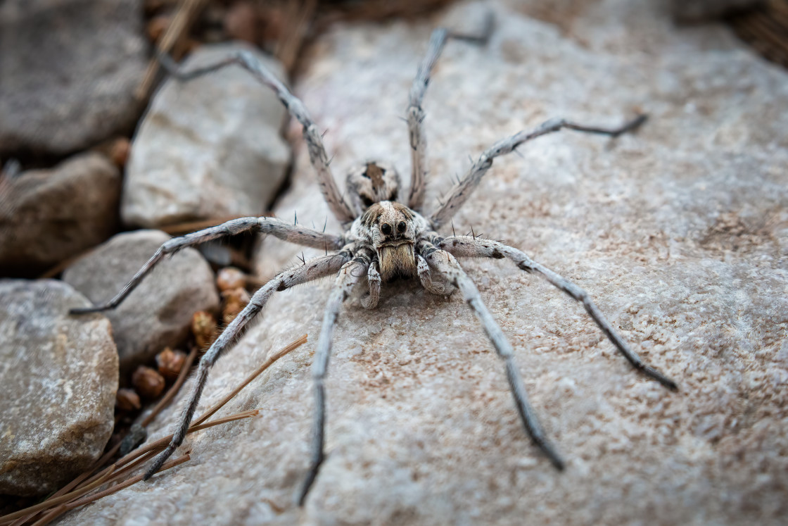 "Wolf Spider" stock image