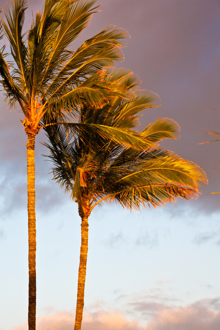 "Big Island Palms" stock image