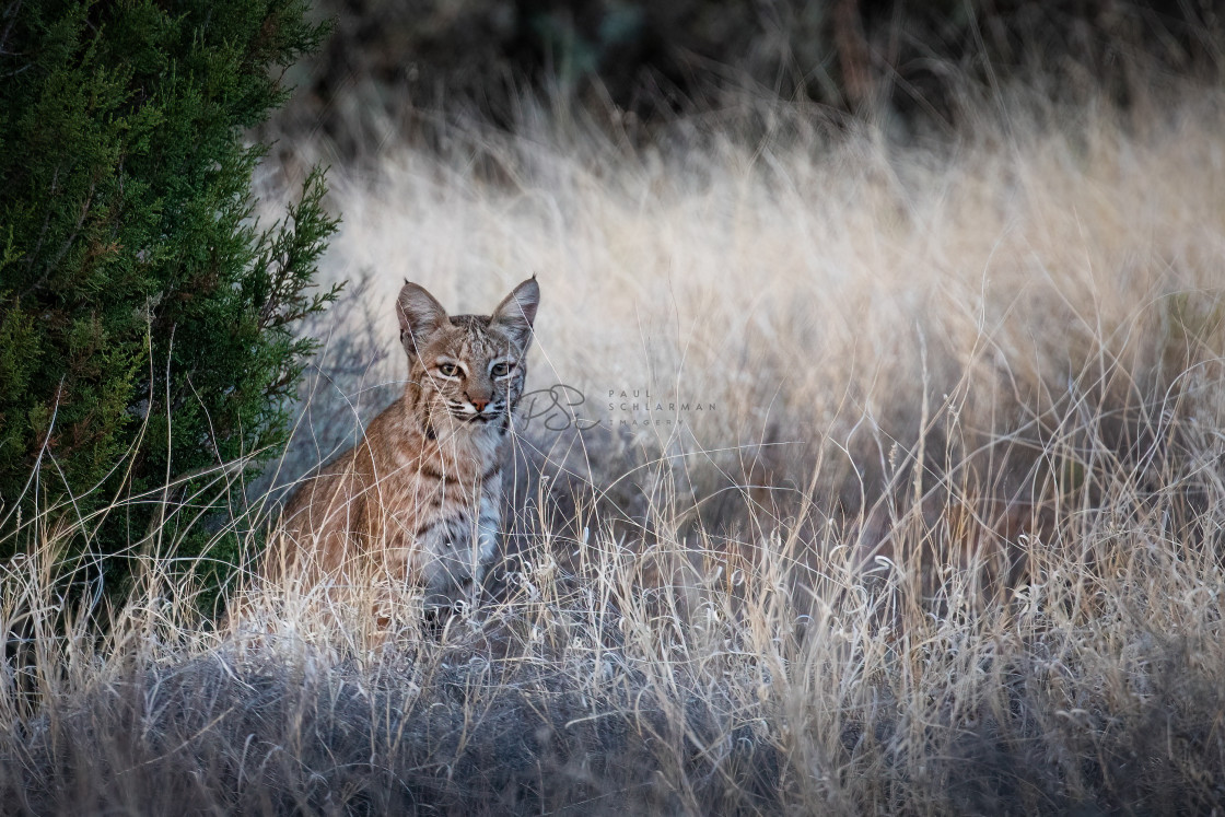 "Lynx" stock image