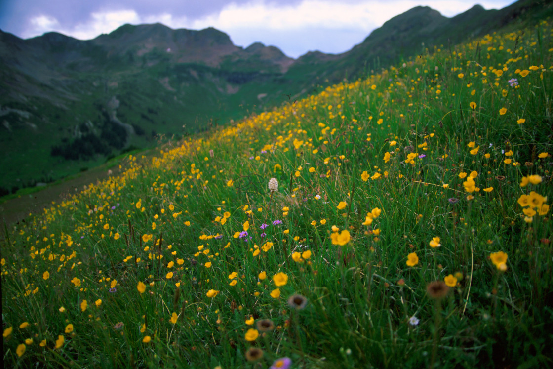 "Dreamy Meadow" stock image