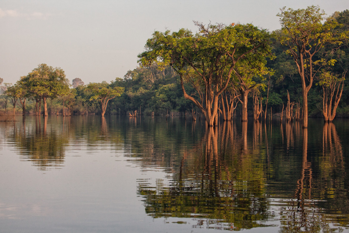 "Forest in the River" stock image