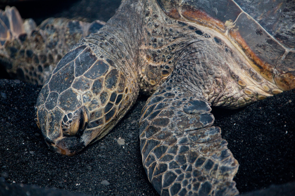 "Green Turtles" stock image