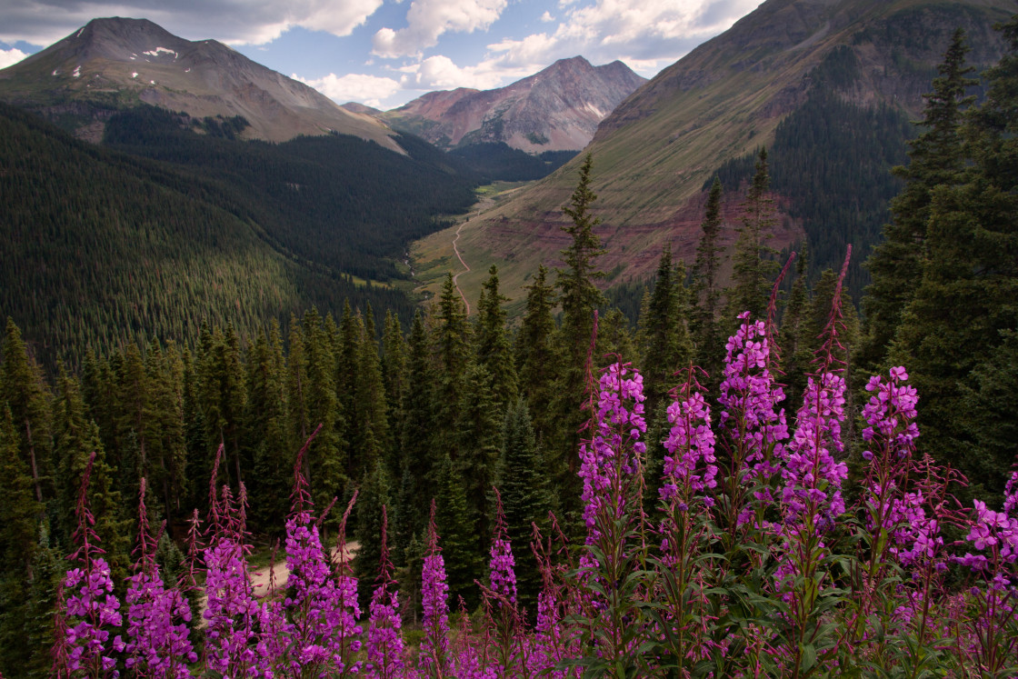 "Fireweed and Distant Roads" stock image