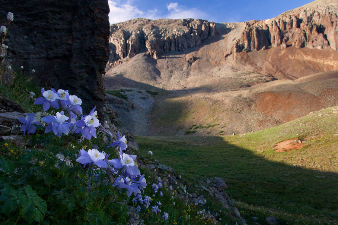 "Columbine in Bloom" stock image