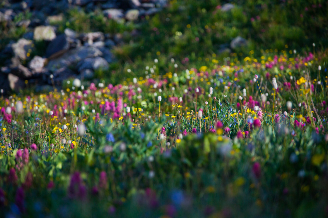 "Alive in Color" by Paul Schlarman - $12.57 "Alive in Color" stock image