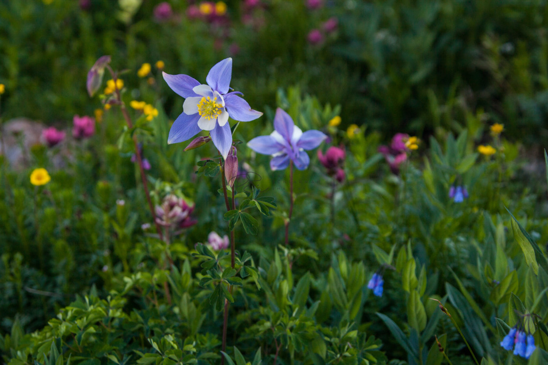 "Columbine Meadow" by Paul Schlarman - $12.69 "Columbine Meadow" stock image