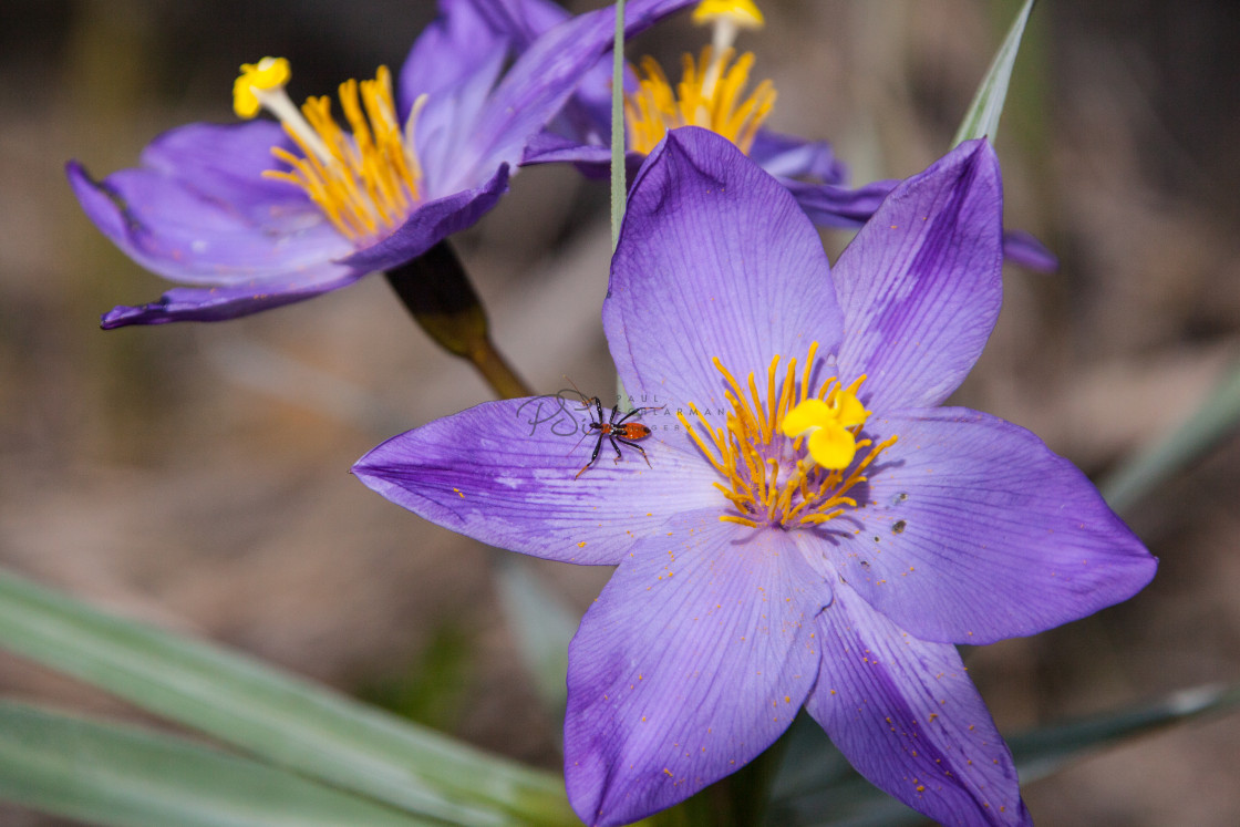 "Landing Pad" stock image